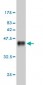 NFKB1 Antibody (monoclonal) (M01)